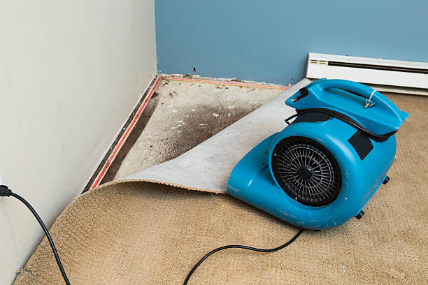Best Water damage contractors near me  in Kalaheo, HI